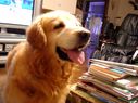 Filename=20030911scotty.jpg
Filesize=373KiB
Dimensions=2000x1496
Date added=Feb 17, 2020 20030911scotty.jpg