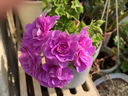 Filename=201804300019.jpg
Filesize=48KiB
Dimensions=640x480
Date added=Feb 17, 2020 201804300019.jpg