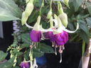 Filename=IMG_9602-131.jpg
Filesize=41KiB
Dimensions=640x480
Date added=Feb 17, 2020 IMG_9602-131.jpg