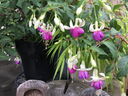Filename=IMG_964975-150.jpg
Filesize=65KiB
Dimensions=640x480
Date added=Feb 17, 2020 IMG_964975-150.jpg