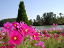 Filename=cosmos2004.jpg
Filesize=76KiB
Dimensions=640x479
Date added=Feb 17, 2020 cosmos2004.jpg