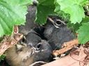 Filename=normal_2016-05-09_63928129~0.jpg
Filesize=101KiB
Dimensions=400x300
Date added=Feb 17, 2020 normal_2016-05-09_63928129~0.jpg