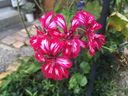 Filename=normal_2016-07-242016-07-2428229~0.jpg
Filesize=104KiB
Dimensions=400x300
Date added=Feb 17, 2020 normal_2016-07-242016-07-2428229~0.jpg