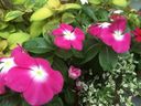 Filename=normal_2016-07-242016-07-2428529~0.jpg
Filesize=108KiB
Dimensions=400x300
Date added=Feb 17, 2020 normal_2016-07-242016-07-2428529~0.jpg