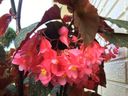 Filename=normal_2016-08-112016-08-11281029~0.jpg
Filesize=106KiB
Dimensions=400x300
Date added=Feb 17, 2020 normal_2016-08-112016-08-11281029~0.jpg