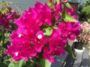 Filename=normal_2016-08-112016-08-1128529~0.jpg
Filesize=115KiB
Dimensions=400x300
Date added=Feb 17, 2020 normal_2016-08-112016-08-1128529~0.jpg