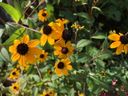 Filename=normal_2016-08-112016-08-1128929~0.jpg
Filesize=110KiB
Dimensions=400x300
Date added=Feb 17, 2020 normal_2016-08-112016-08-1128929~0.jpg
