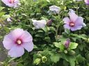 Filename=normal_2016-08-202016-08-20~0.jpg
Filesize=123KiB
Dimensions=400x300
Date added=Feb 17, 2020 normal_2016-08-202016-08-20~0.jpg