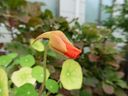 Filename=normal_2016-10-232016-10-2328429~0.jpg
Filesize=83KiB
Dimensions=400x300
Date added=Feb 17, 2020 normal_2016-10-232016-10-2328429~0.jpg