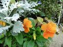 Filename=normal_2016-10-232016-10-2328629~0.jpg
Filesize=119KiB
Dimensions=400x300
Date added=Feb 17, 2020 normal_2016-10-232016-10-2328629~0.jpg