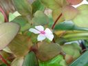 Filename=normal_2016-10-232016-10-2328729~0.jpg
Filesize=85KiB
Dimensions=400x300
Date added=Feb 17, 2020 normal_2016-10-232016-10-2328729~0.jpg