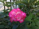Filename=normal_2017-06-032017-06-03281129~0.jpg
Filesize=97KiB
Dimensions=400x300
Date added=Feb 17, 2020 normal_2017-06-032017-06-03281129~0.jpg