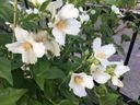 Filename=normal_2017-06-032017-06-03281229~0.jpg
Filesize=108KiB
Dimensions=400x300
Date added=Feb 17, 2020 normal_2017-06-032017-06-03281229~0.jpg