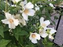 Filename=normal_2017-06-032017-06-03281429~0.jpg
Filesize=108KiB
Dimensions=400x300
Date added=Feb 17, 2020 normal_2017-06-032017-06-03281429~0.jpg