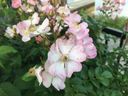 Filename=normal_2017-06-032017-06-0328529~0.jpg
Filesize=100KiB
Dimensions=400x300
Date added=Feb 17, 2020 normal_2017-06-032017-06-0328529~0.jpg