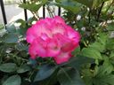 Filename=normal_2017-06-032017-06-0328829~0~0.jpg
Filesize=102KiB
Dimensions=400x300
Date added=Feb 17, 2020 normal_2017-06-032017-06-0328829~0~0.jpg