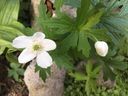 Filename=normal_2017-06-032017-06-03~0.jpg
Filesize=94KiB
Dimensions=400x300
Date added=Feb 17, 2020 normal_2017-06-032017-06-03~0.jpg
