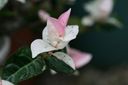 Filename=normal_IMG_4103~0.JPG
Filesize=54KiB
Dimensions=400x266
Date added=Feb 17, 2020 normal_IMG_4103~0.JPG
