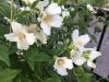 Filename=thumb_2017-06-032017-06-03281229~0.jpg
Filesize=11KiB
Dimensions=100x75
Date added=Feb 17, 2020 thumb_2017-06-032017-06-03281229~0.jpg
