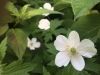 Filename=thumb_2017-06-032017-06-0328129~0.jpg
Filesize=9KiB
Dimensions=100x75
Date added=Feb 17, 2020 thumb_2017-06-032017-06-0328129~0.jpg