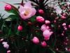 Filename=thumb_IMG_079728229~0.JPG
Filesize=11KiB
Dimensions=100x75
Date added=Feb 17, 2020 thumb_IMG_079728229~0.JPG
