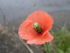Filename=thumb_P4270112~0.JPG
Filesize=2KiB
Dimensions=100x75
Date added=Feb 17, 2020 thumb_P4270112~0.JPG