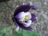 Filename=thumb_P5050198~0.JPG
Filesize=2KiB
Dimensions=100x75
Date added=Feb 17, 2020 thumb_P5050198~0.JPG