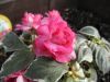 Filename=thumb_P5150114~0.JPG
Filesize=3KiB
Dimensions=100x75
Date added=Feb 17, 2020 thumb_P5150114~0.JPG