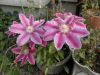 Filename=thumb_P5150115~0.JPG
Filesize=3KiB
Dimensions=100x75
Date added=Feb 17, 2020 thumb_P5150115~0.JPG