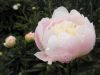 Filename=thumb_P5200169~0.JPG
Filesize=2KiB
Dimensions=100x75
Date added=Feb 17, 2020 thumb_P5200169~0.JPG