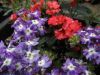 Filename=thumb_P5200172~0.JPG
Filesize=3KiB
Dimensions=100x75
Date added=Feb 17, 2020 thumb_P5200172~0.JPG