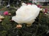 Filename=thumb_P5200175~0.JPG
Filesize=3KiB
Dimensions=100x75
Date added=Feb 17, 2020 thumb_P5200175~0.JPG