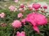 Filename=thumb_P5200178~0.JPG
Filesize=3KiB
Dimensions=100x75
Date added=Feb 17, 2020 thumb_P5200178~0.JPG