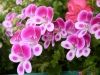 Filename=thumb_P524017228229~0.JPG
Filesize=12KiB
Dimensions=100x75
Date added=Feb 17, 2020 thumb_P524017228229~0.JPG