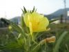 Filename=thumb_P7300009~0.JPG
Filesize=8KiB
Dimensions=100x75
Date added=Feb 17, 2020 thumb_P7300009~0.JPG