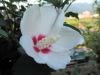 Filename=thumb_P7300018~0.JPG
Filesize=9KiB
Dimensions=100x75
Date added=Feb 17, 2020 thumb_P7300018~0.JPG
