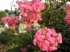 Filename=thumb_P8010026~0.JPG
Filesize=12KiB
Dimensions=100x75
Date added=Feb 17, 2020 thumb_P8010026~0.JPG