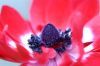 Filename=thumb_anemone.jpg
Filesize=2KiB
Dimensions=100x66
Date added=Feb 17, 2020 thumb_anemone.jpg