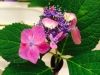 Filename=thumb_azisai2014.JPG
Filesize=11KiB
Dimensions=100x75
Date added=Feb 17, 2020 thumb_azisai2014.JPG