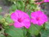 Filename=thumb_osiroibana3.jpg
Filesize=2KiB
Dimensions=100x75
Date added=Feb 17, 2020 thumb_osiroibana3.jpg