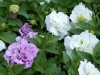 ファイル名 : P5240083(640).JPG
ファイルサイズ : 75KB
ディメンション : 640x480
登録日 : 2014年 06月 04日 P5240083(640).JPG