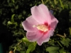 ファイル名 : P8070034.JPG
ファイルサイズ : 58KB
ディメンション : 640x480
登録日 : 2010年 08月 14日 P8070034.JPG
