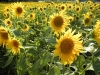 ファイル名 : P8070044.JPG
ファイルサイズ : 135KB
ディメンション : 640x480
登録日 : 2010年 08月 14日 P8070044.JPG